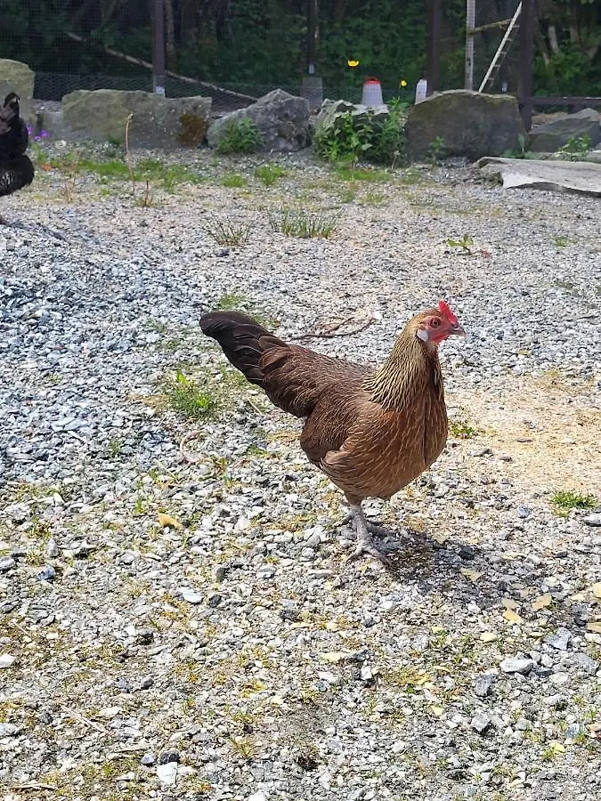 Landlig, Nydelig Natur Og Fjord Utsikt - Sentralt Μπέργκεν Κάμπινγκ